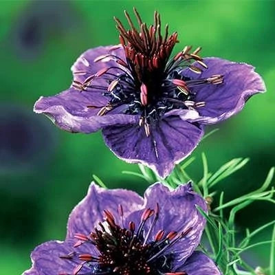 بذر گل سیاهدانه گلبرگ دوتایی (بسته 100 عددی) کد 1368