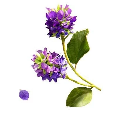 بذر بابچی (بسته 1 گرمی) کد 1691