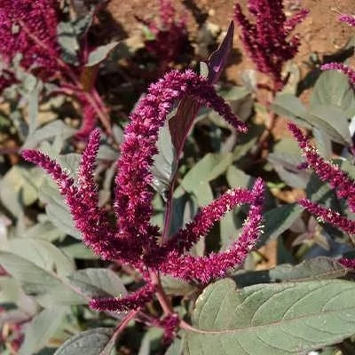 بذر گل آشلانتوس (بسته 1 گرمی) کد 346