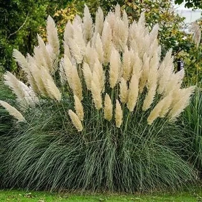 بذر پامپاس گراس سفید (بسته 50 عددی) کد 995