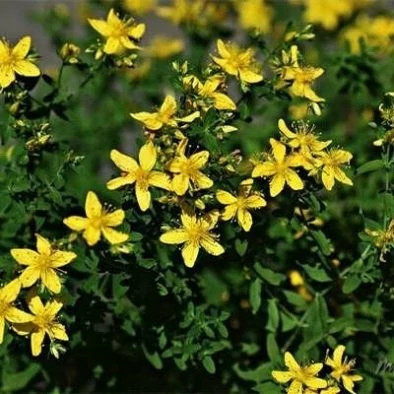 بذر علف چای پرفراتوم (بسته 1 گرمی) کد 583