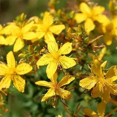بذر علف چای پرفراتوم (بسته 1 گرمی) کد 583