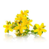بذر علف چای پرفراتوم (بسته 1 گرمی) کد 583