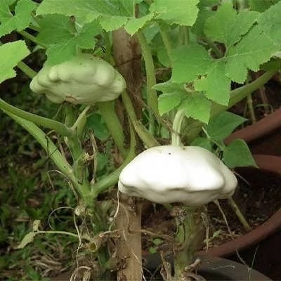 بذر کدو ستاره ای سفید (بسته 10 عددی) کد 136