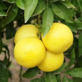 بذر گریپ فروت (بسته 5 عددی) کد 911