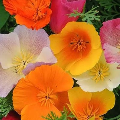 بذر گل خشخاش کالیفرنیایی (بسته 20 عددی) کد 1299