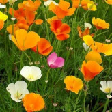 بذر گل خشخاش کالیفرنیایی (بسته 20 عددی) کد 1299