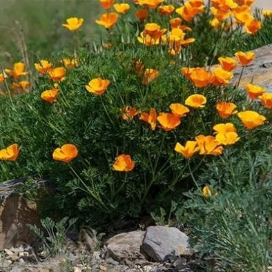 بذر گل خشخاش کالیفرنیایی (بسته 20 عددی) کد 1299