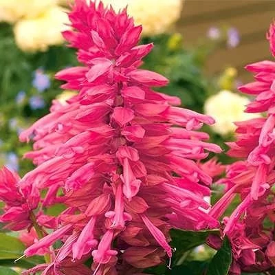 بذر گل سلوی صورتی (بسته 1 گرمی) کد 1477