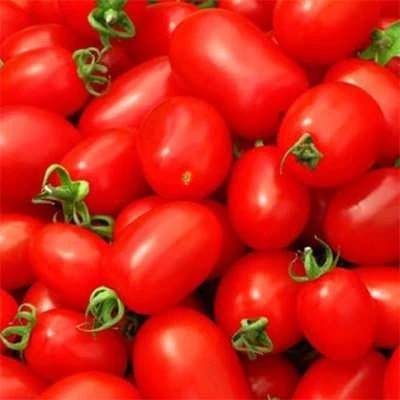 بذر گوجه فرنگی پومودورو (بسته 20 عددی) کد 270