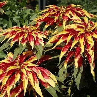 بذر گل آمارانتوس ابلق (بسته 1 گرمی) کد 801