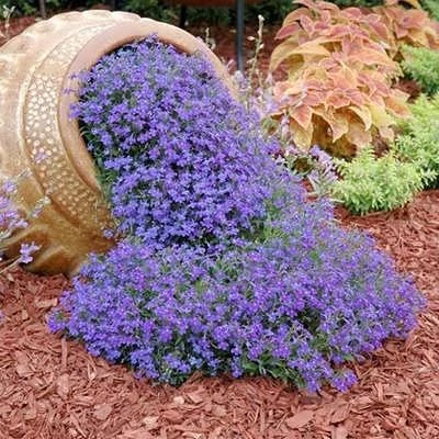 بذر گل لوبلیا ارینوس (بسته 100 عددی) کد 1317
