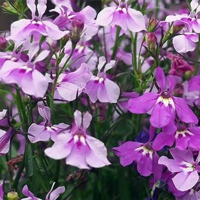 بذر گل لوبلیا ارینوس (بسته 100 عددی) کد 1317
