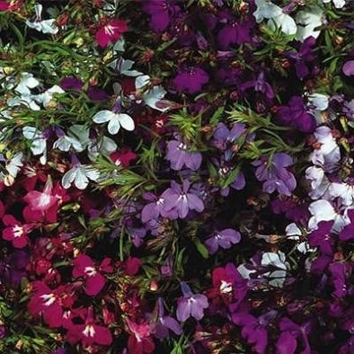 بذر گل لوبلیا ارینوس (بسته 100 عددی) کد 1317