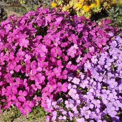 بذر گل اوبریشا (بسته 50 عددی) کد 1320