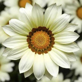 بذر گل گازانیا سفید (بسته 1 گرمی) کد 1416