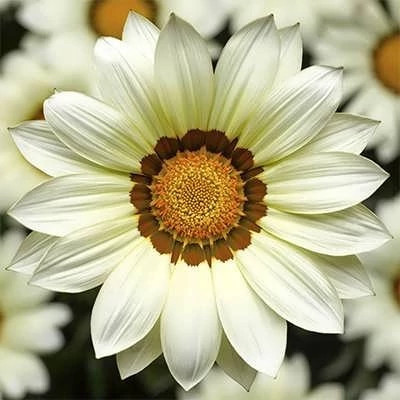 بذر گل گازانیا سفید (بسته 1 گرمی) کد 1416