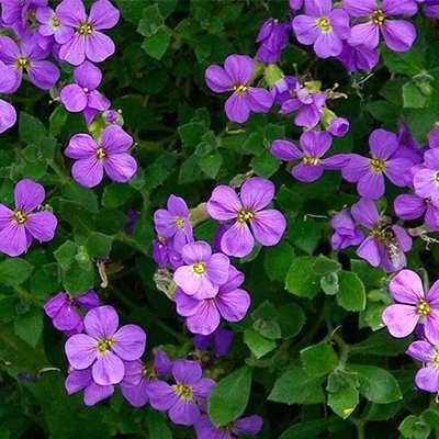 بذر گل اوبریشا (بسته 50 عددی) کد 1320