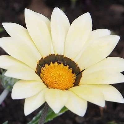 بذر گل گازانیا سفید (بسته 1 گرمی) کد 1416