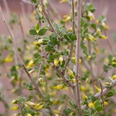 بذر قیچ خالص (بسته 1 گرمی) کد 1066