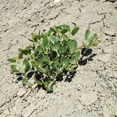 بذر قیچ خالص (بسته 1 گرمی) کد 1066