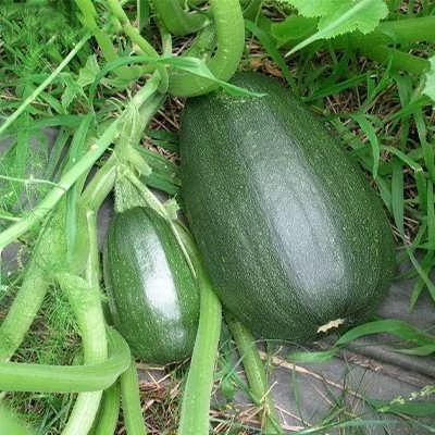 بذر کدو سبز تیره بیضی (بسته 10 عددی) کد 1013