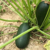 بذر کدو سبز تیره بیضی (بسته 10 عددی) کد 1013
