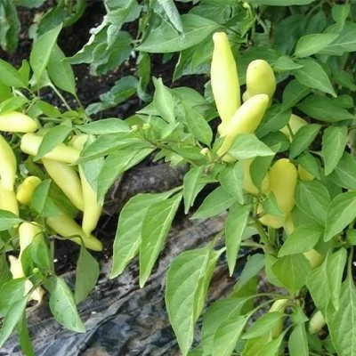 بذر فلفل مجارستانی تند (بسته 10 عددی) کد 173