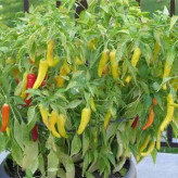 بذر فلفل مجارستانی تند (بسته 10 عددی) کد 173