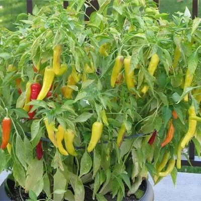بذر فلفل مجارستانی تند (بسته 10 عددی) کد 173