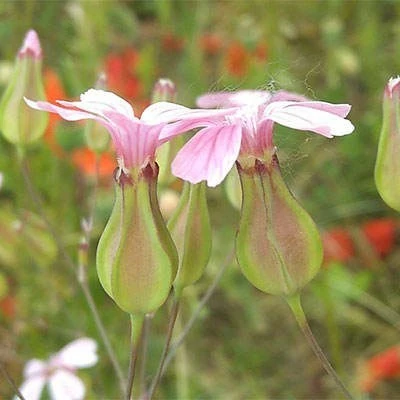 بذر صابونک (بسته 20 عددی) کد 1880