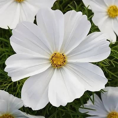 null