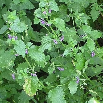 بذر فراسیون آسای سیاه (بسته 1 گرمی) کد 581