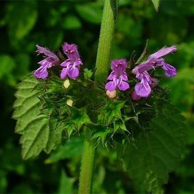 بذر فراسیون آسای سیاه (بسته 1 گرمی) کد 581