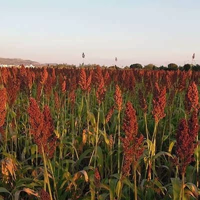 بذر سورگوم قرمز (بسته 1 گرمی) کد 1390