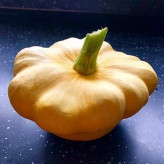 بذر کدو ستاره ای نارنجی (بسته 10 عددی) کد 950