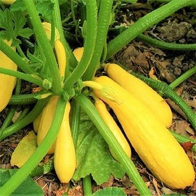 بذر کدو مسما زرد (بسته 10 عددی) کد 146