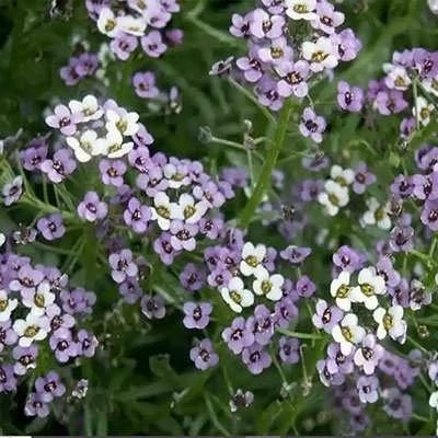 بذر گل عسل (آلیسوم) پاکوتاه بنفش (بسته 1 گرمی) کد 2022