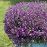 بذر گل عسل (آلیسوم) پاکوتاه بنفش (بسته 1 گرمی) کد 2022