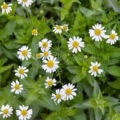 بذر بابونه شیرازی (بسته 1 گرمی) کد 2029