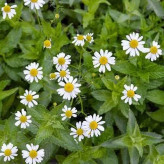 بذر بابونه شیرازی (بسته 1 گرمی) کد 2029