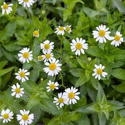 بذر بابونه شیرازی (بسته 1 گرمی) کد 2029