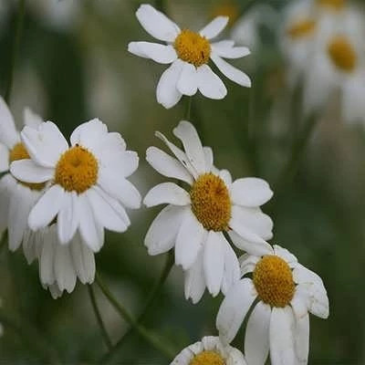بذر بابونه شیرازی (بسته 1 گرمی) کد 2029