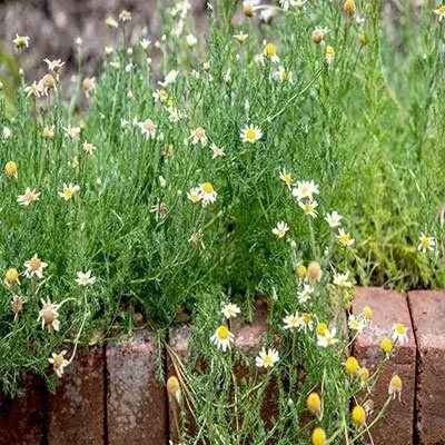 بذر بابونه شیرازی (بسته 1 گرمی) کد 2029