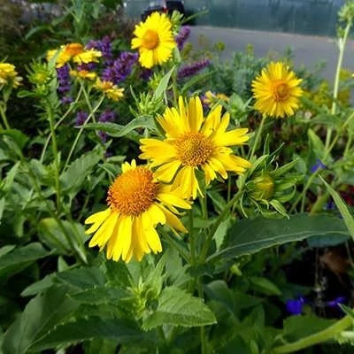 بذر گل پروانه ای (وربسینا) (بسته 1 گرمی) کد 1255
