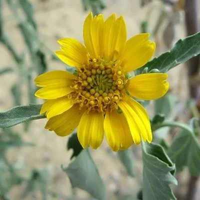 بذر گل پروانه ای (وربسینا) (بسته 1 گرمی) کد 1255