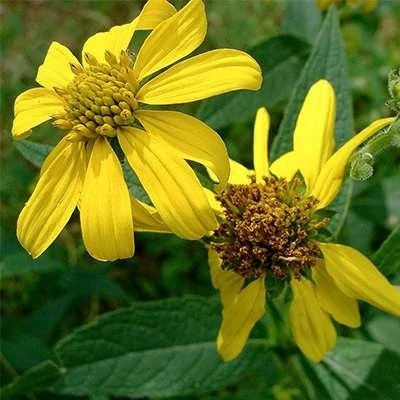 بذر گل پروانه ای (وربسینا) (بسته 1 گرمی) کد 1255