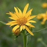 بذر گل پروانه ای (وربسینا) (بسته 1 گرمی) کد 1255