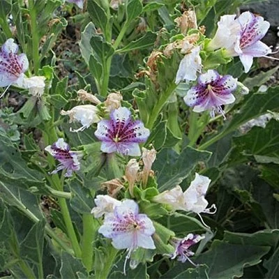 بذر بنگدانه جنوبی (بسته 10 عددی) کد 1876