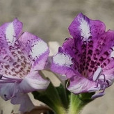 بذر بنگدانه جنوبی (بسته 10 عددی) کد 1876